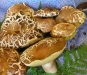 Funghi