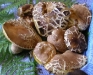 Funghi