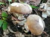 Funghi